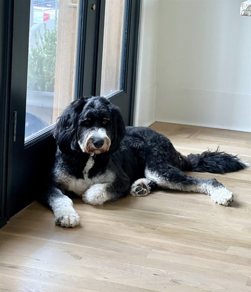 Lucy, the firm dog